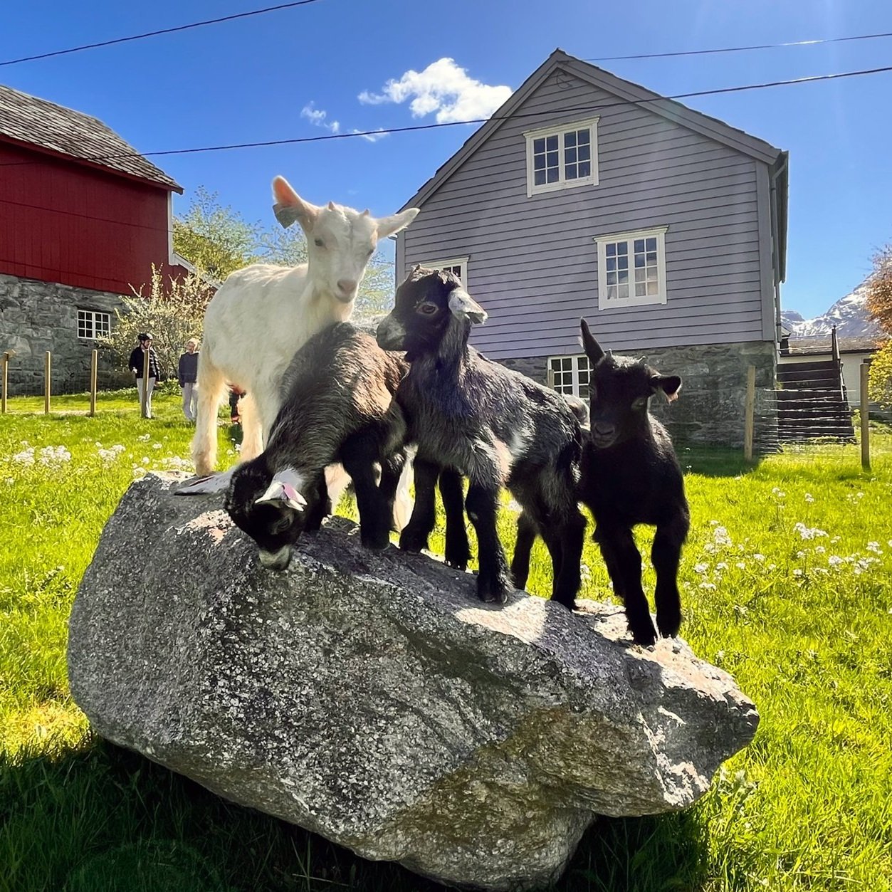 Gardsliv på Olden Farm i Olden, Noreg