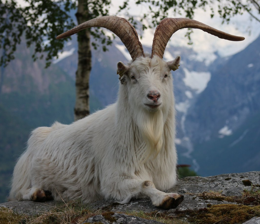 En geit med lange horn, symbolet på Gryta camping. De beiter fritt rundt campingplassen.