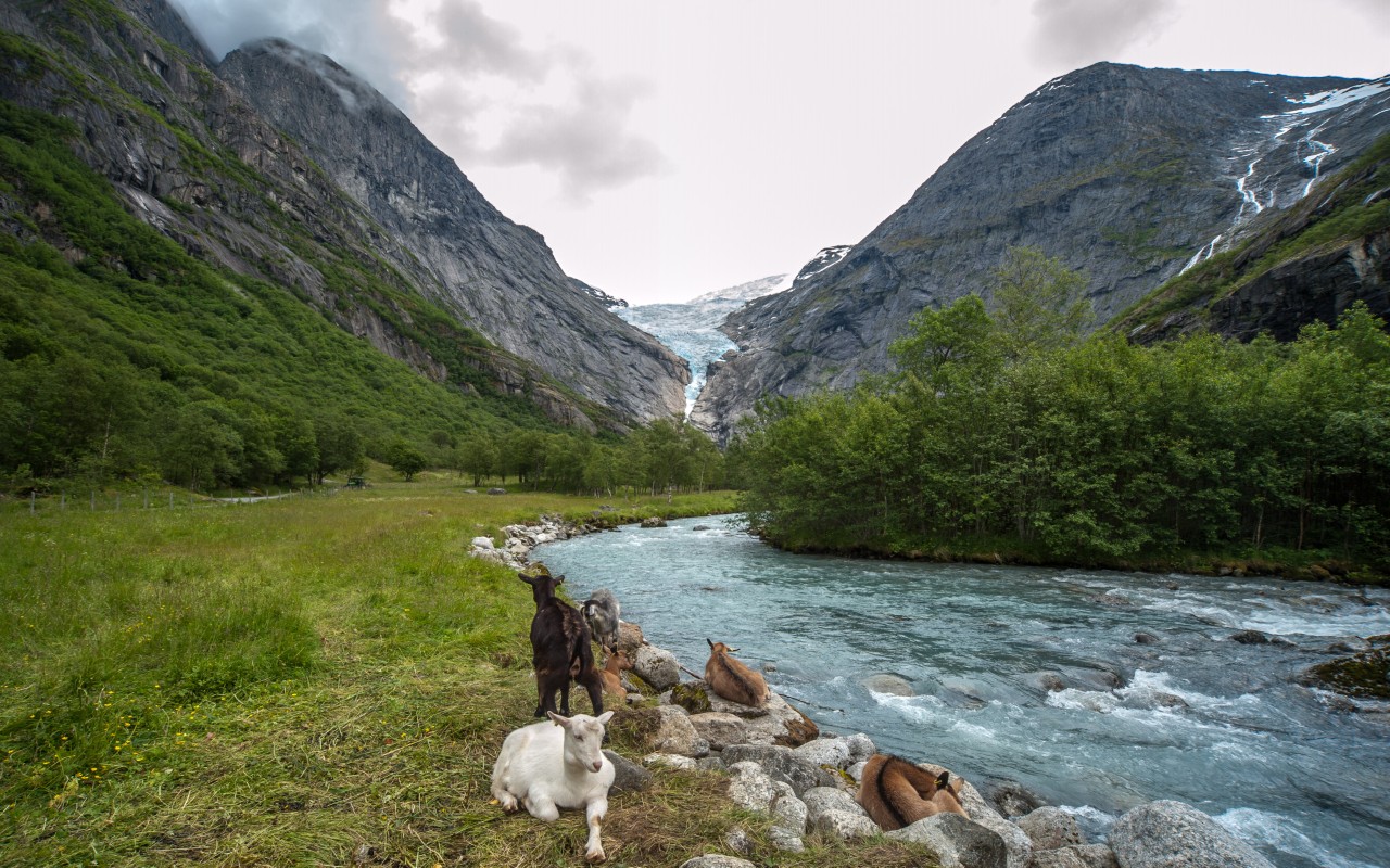 Turkis elv med hvite bølger i toppen. Grønne trær og geiter som beiter langs bredden. Briksdalen-breen fyller dalen.