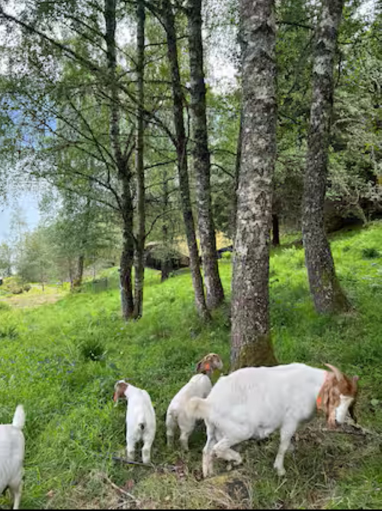 Boergeiter beiter i den grønne åssiden på Vangberg gård i Olden, Norge – landlig norsk gårdsopplevelse i fjordlandskapet